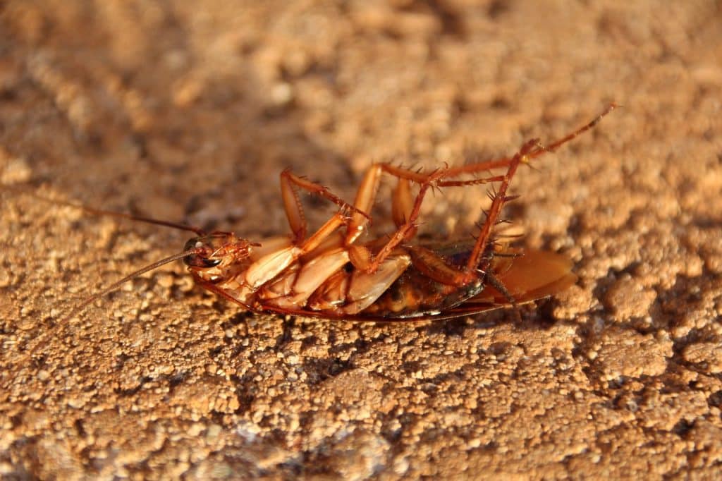 תיקן לאחר הדברה