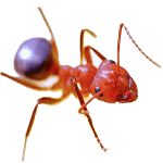 ant-564611500