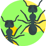 ant150