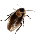 cockroach-150