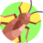 cockroach155