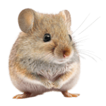mouse-7150