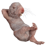 naked-mole-rat-150
