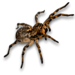 spider-292150