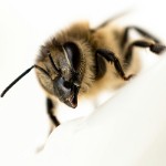 bee150
