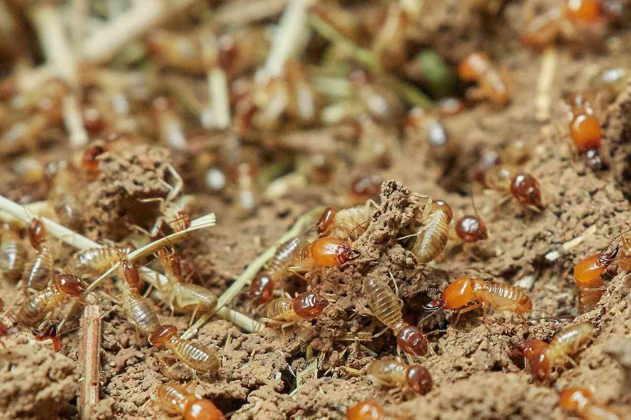 סימנים לטרמיטים בבית: מה לחפש לפני שהנזק גדל