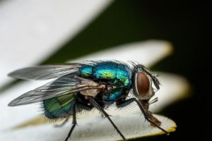 הדברת זבובים גילי הדברות