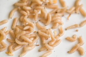 הדברת רימות תולעים גילי הדברות