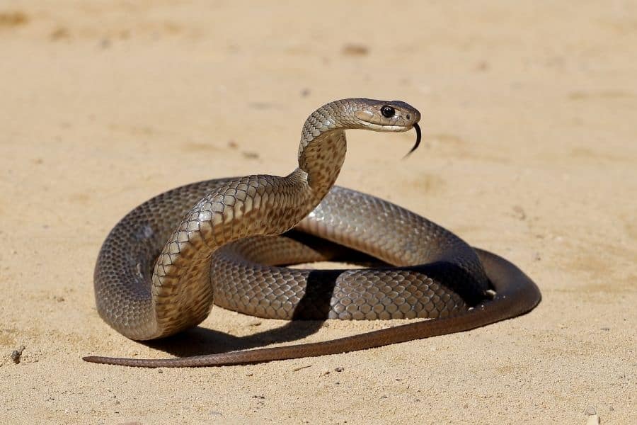 לוכד נחשים גילי הדברות