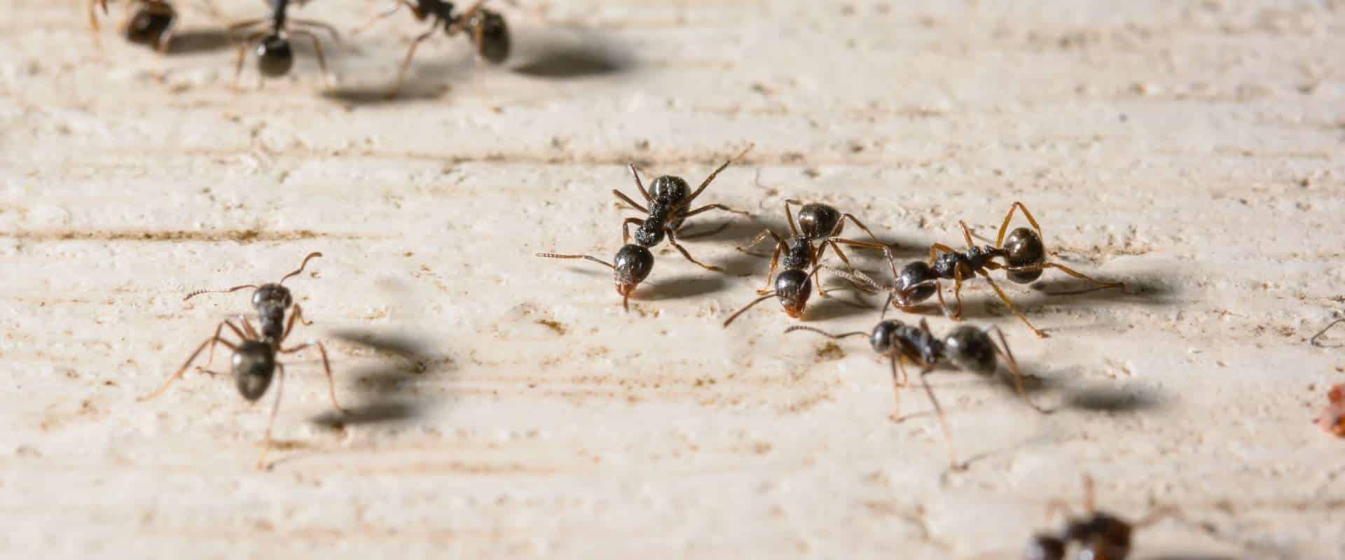 מדביר נמלים: מה מבדיל טיפול מקצועי מפתרון ביתי